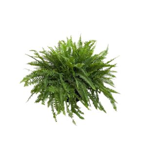 Boston Fern Hanging Basket